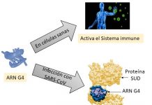 La interacción de una proteína del SARS-CoV-2 con ARN abre una posible vía de tratamiento frente al coronavirus
